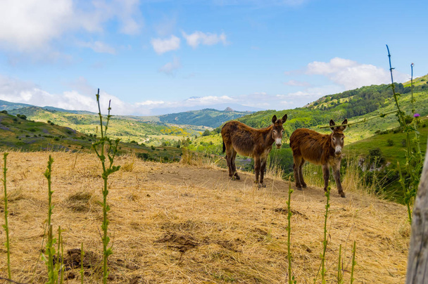 Dos burros en un montículo en un prado en las montañas de Sicilia
 - Foto, imagen