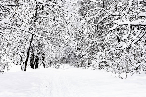 caminho na neve na floresta nevada do parque Timiryazevskiy da cidade de Moscou no dia de inverno nublado
 - Foto, Imagem