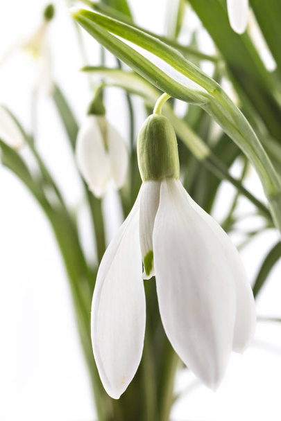 Zbliżenie kwiatów piękny przebiśnieg, Galanthus nivalis, izolowana na białym tle - Zdjęcie, obraz