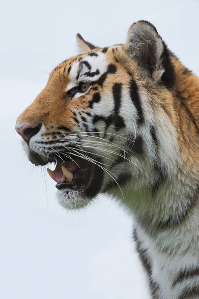 Tigre de Amur (Panthera tigris altaica
) - Foto, Imagen