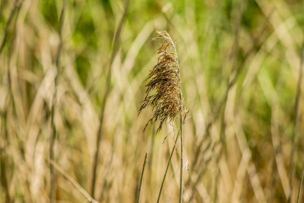 春の暖かい太陽の光に咲く草のマクロ。デルフト、オランダで撮影した写真 - 写真・画像