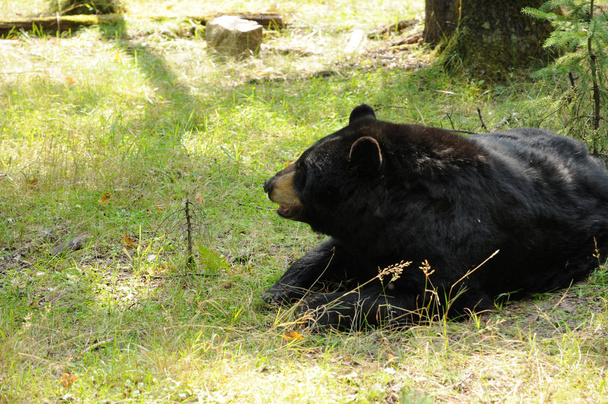 Quebec, bear in the Saint Felicien zoo - Foto, Bild
