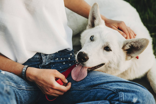 Crop view of female in casual clothes sitting with crossed legs and stroking head of beautiful white dog with heterochromia on lap  - Photo, Image