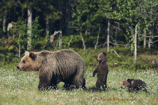 Äiti karhu suojaa hänen kolme pientä pennut suomalainen taiga, matta tyyli
 - Valokuva, kuva