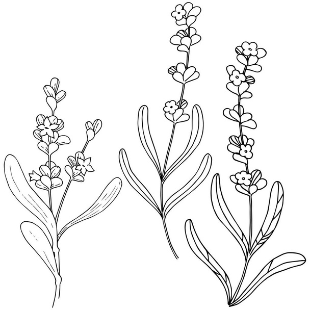 Lavender  flower in a vector style isolated. Full name of the plant: lavender. Vector flower for background, texture, wrapper pattern, frame or border. - Vetor, Imagem