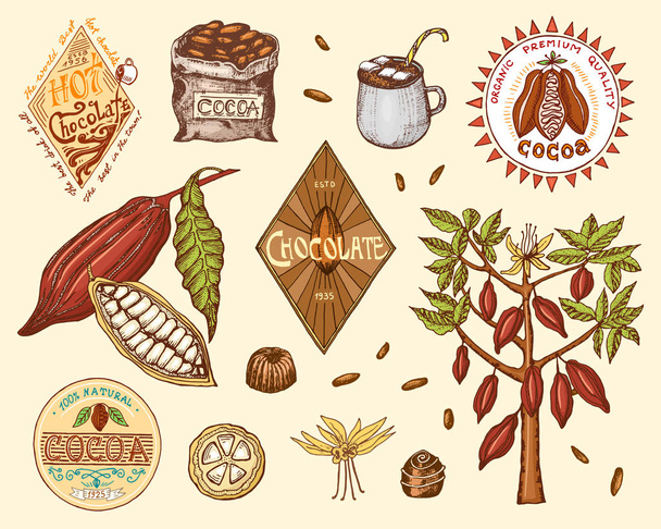 Cocoa beans and hot chocolate logos. modern vintage badges for the shop menu. Seeds of fruit on the plantation. calligraphy style for frames, labels. farm products. engraved hand drawn in old sketch. - Vector, Image
