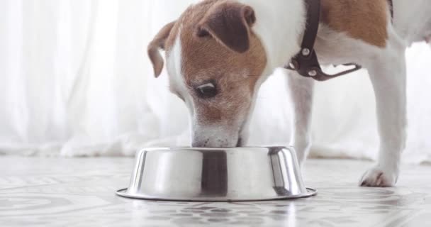 Nahaufnahme von Jack Russell Terrier Hund isst Futter - Filmmaterial, Video