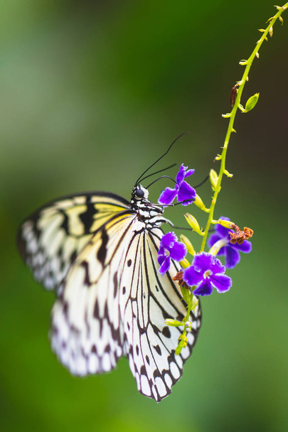 Closeup borboleta na flor
 - Foto, Imagem