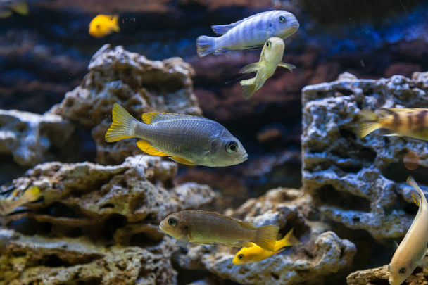 Крупним планом багато риб: афьочмарк ратбуні плаває і дивиться на камеру в акваріумі
 - Фото, зображення