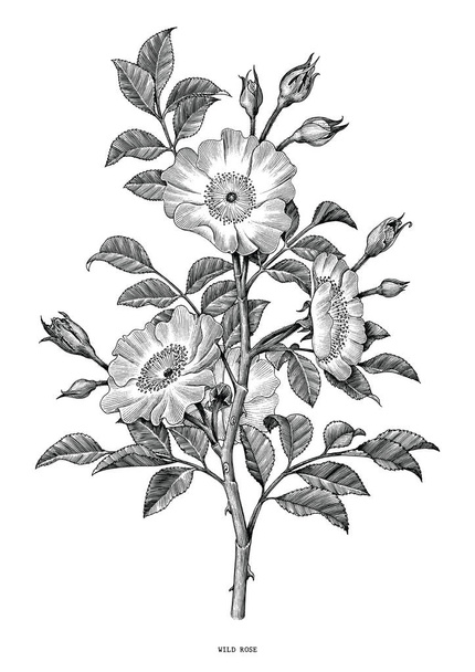 Wild rose ręka rysunek czarno-białe vintage clipart na białym tle - Wektor, obraz