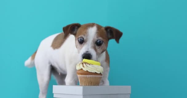 Kutya-Jack Russell Terrier enni tortát - Felvétel, videó