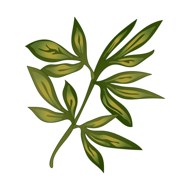 Peony blad bloem in een vector stijl geïsoleerd. Volledige naam van de plant: pioen. Vector bloem voor achtergrond, textuur, wrapper patroon, frame of rand. - Vector, afbeelding