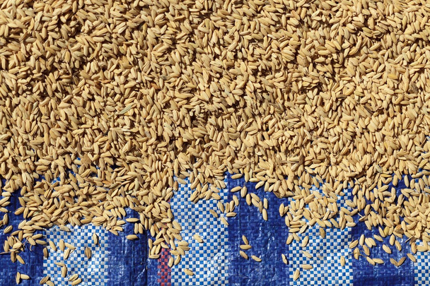 świeże pełny ryż - Zdjęcie, obraz