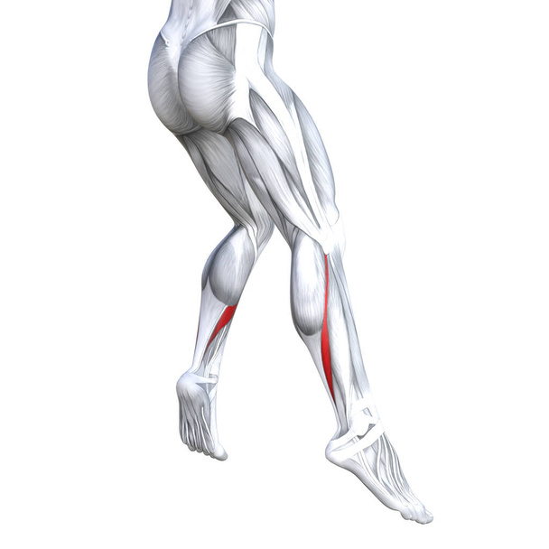 Concept conceptual 3D illustration fit strong leg human anatomy, anatomical muscles isolated white background for body medical health tendon foot and biological gym fitness muscular system  - Photo, Image