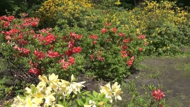 Kwitnienia czerwieni, żółci i bieli japońskie rododendrony w parku pod drzewami. Przesuń widok od dołu w górę - Materiał filmowy, wideo