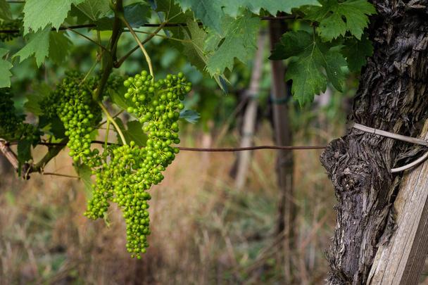 Yeşil, olgunlaşmamış, Genç şaraplık üzüm bağı, erken yaz, yakın çekim - Fotoğraf, Görsel