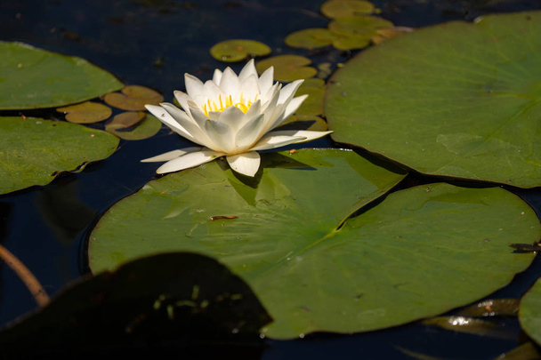White Lily Lotus with yellow polen on dark background floating on water in Danube Delta - Photo, Image