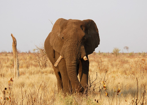 Afrika fili - Fotoğraf, Görsel