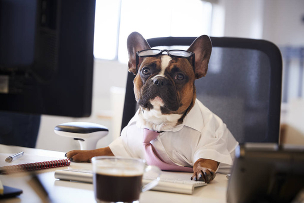 French Bulldog Dressed As Businessman Works At Desk On Computer - 写真・画像