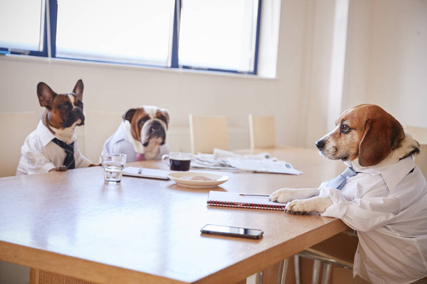 Three Dogs Dressed As Businessmen Having Meeting In Boardroom - 写真・画像