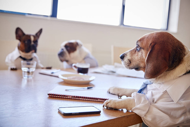 Three Dogs Dressed As Businessmen Having Meeting In Boardroom - Foto, Bild