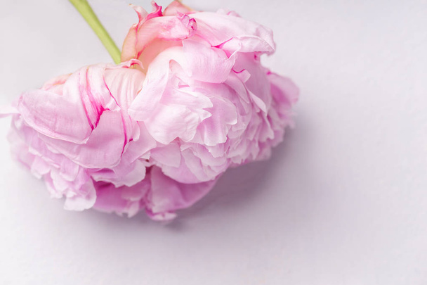 beautiful pink peony flower isolated on white background, romantic concept - 写真・画像
