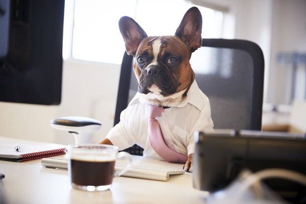 French Bulldog Dressed As Businessman Works At Desk On Computer - Foto, Imagen