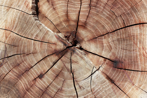 Textura de madeira year-old rings fundo
  - Foto, Imagem