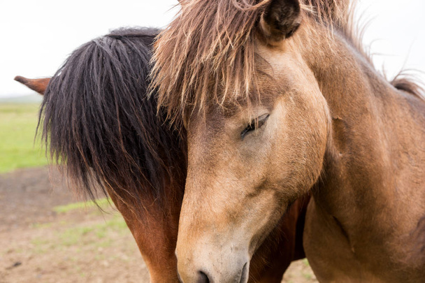 Kaksi islantilaista hevosta. lähikuva päistä
 - Valokuva, kuva
