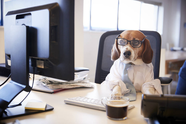 Beagle Dressed As Businessman Works At Desk On Computer - Фото, изображение