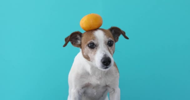 Τζακ Ράσελ σκύλος εξισορρόπηση ένα μανταρίνι στο κεφάλι - Πλάνα, βίντεο