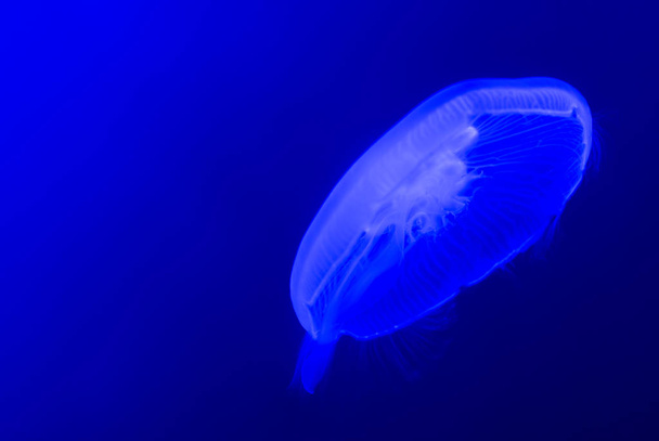 Біла желе риба плаває у блакитній воді
 - Фото, зображення