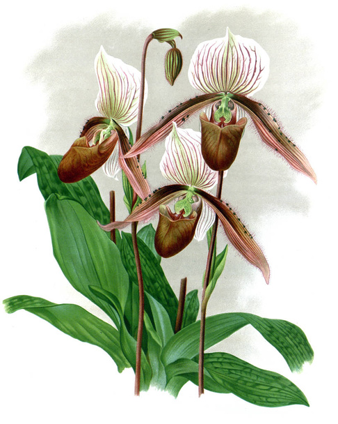 Orchidea kwiat białe tło - Zdjęcie, obraz