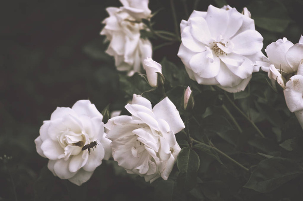 Beautiful bush flowers, white garden roses in the evening light on a dark background for the calendar. - Photo, Image