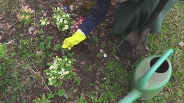 Gardener take care flowers - Filmmaterial, Video