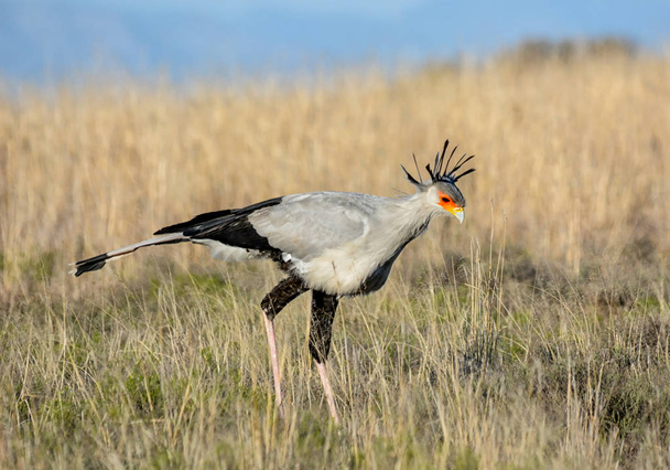 Secretarybird walking in savanna, Namibia  - Фото, изображение