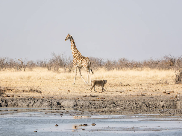 Lioness watching very carefully by Giraffe as she walking past at watering hole in Namibian savanna - Fotografie, Obrázek