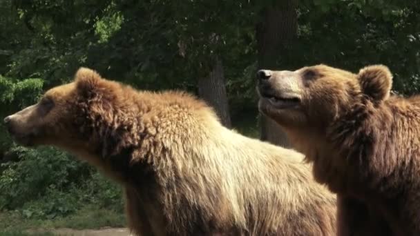 Dwa brązowe niedźwiedzie (Ursus arctos arctos) - Materiał filmowy, wideo