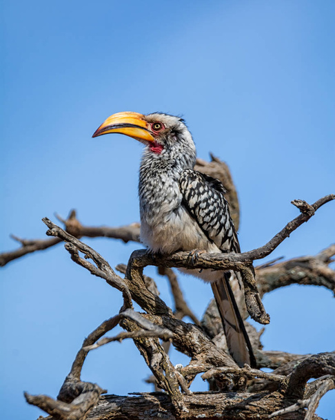 Yellow-billed Hornbill sitting on tree branch on blue sky background in Southern Africa - Photo, Image