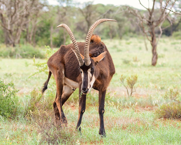 Sable antilope nella savana dell'Africa australe
 - Foto, immagini