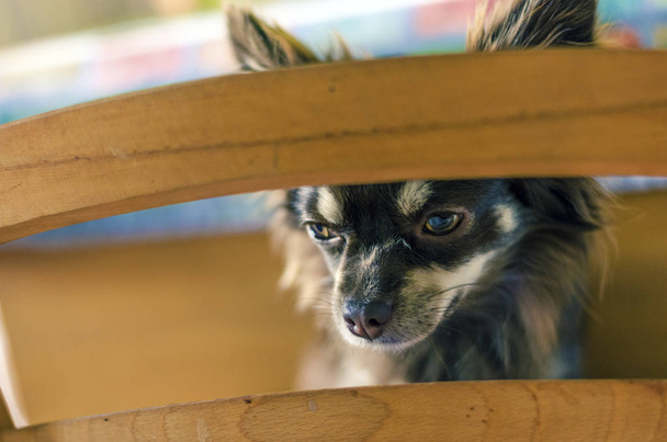 Chihuahua de pelo largo de chocolate triste mirando a través de la parte posterior de una silla de madera
 - Foto, Imagen