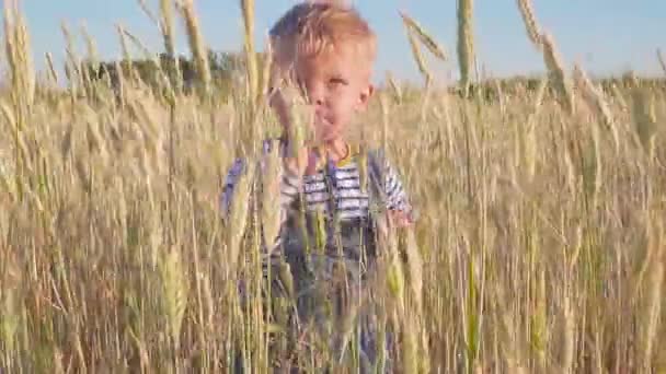 Boldog két éves kisfiú, állva a mezőben, és a hullámok a kezét. koncepció. Kis gazda. - Felvétel, videó