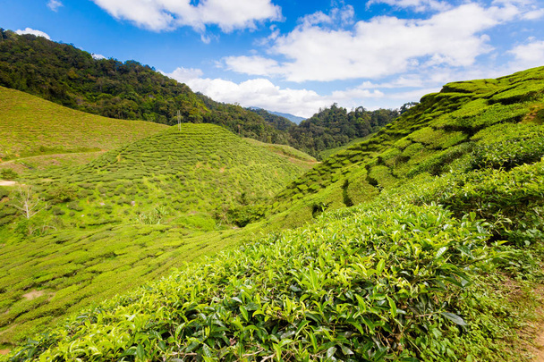 Hermoso paisaje tomado en la plantación de té Bharat en las montañas Cameron Highlands en el parque nacional en Malasia. Agricultura del sudeste asiático
. - Foto, imagen