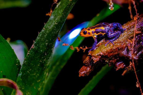 Мимический ядовитая лягушка, Ranitomeya подражатель Джеберос является одним из видов ядовитый дротик лягушка найдены в северо-центральной области восточного Перу. Его распространённое название - имитация ядовитой лягушки и ядовитой стрелы.
, - Фото, изображение