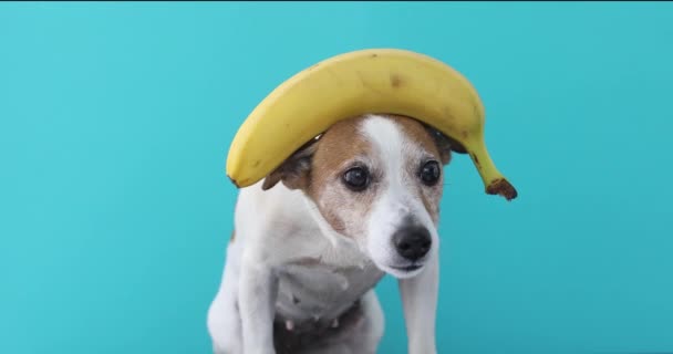 Jack Russell cão equilibrando banana na cabeça e uma fruta cai
 - Filmagem, Vídeo
