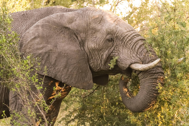 Grote volwassen Afrikaanse olifanten op Safari in Zuid-Afrikaans wildpark - Foto, afbeelding
