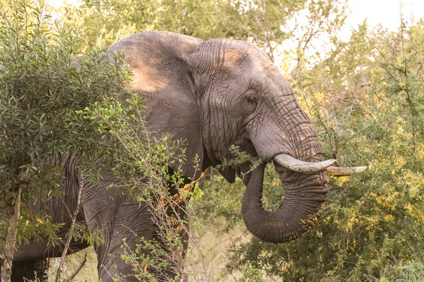 Duże dla dorosłych słoni afrykańskich na Safari w RPA game reserve - Zdjęcie, obraz