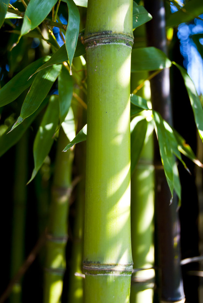 bamboo - Photo, Image