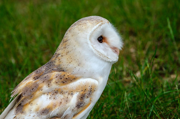 Portrait of a Barn Owl - Foto, Imagen