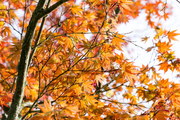 Javor červený listí na stromě v zahradě pro pozadí - Fotografie, Obrázek
